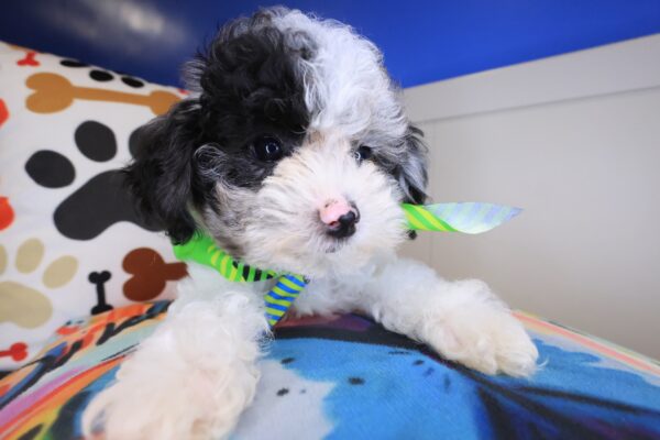 Cyrus Poodle 01