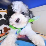 Cyrus Poodle 03