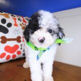 Cyrus Poodle 04