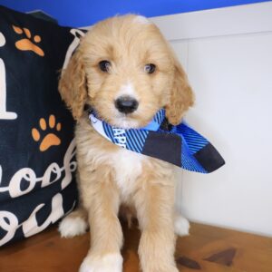 Danger Goldendoodle 01 Danger Goldendoodle 01