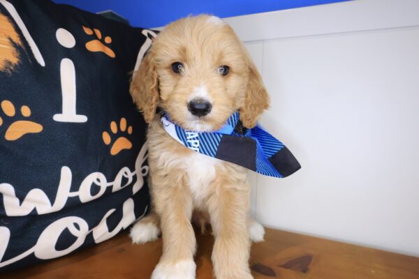 Danger Goldendoodle 01