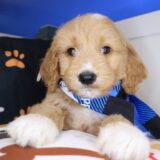 Danger Goldendoodle 02