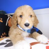 Danger Goldendoodle 04