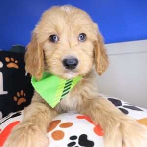 Dante Goldendoodle 01 Dante Goldendoodle 01