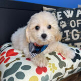 Dawn Bichapoo 01