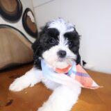 Dawn Shihpoo 01