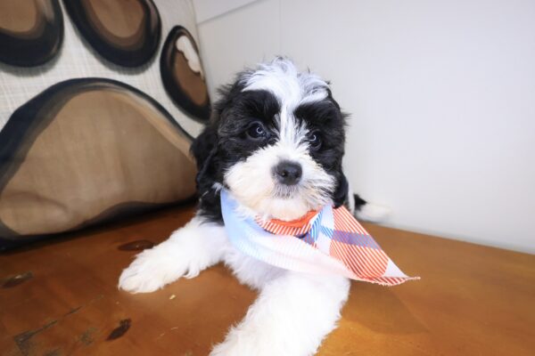 Dawn Shihpoo 01