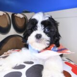 Dawn Shihpoo 02
