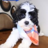 Dawn Shihpoo 03
