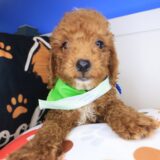 Dozer Goldendoodle 01
