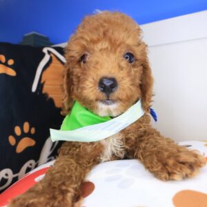 Dozer Goldendoodle 01 Dozer Goldendoodle 01