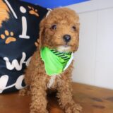 Dozer Goldendoodle 02