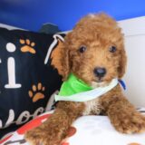 Dozer Goldendoodle 03