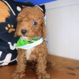 Dozer Goldendoodle 04