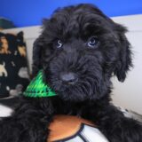 Draco Schnoodle 01