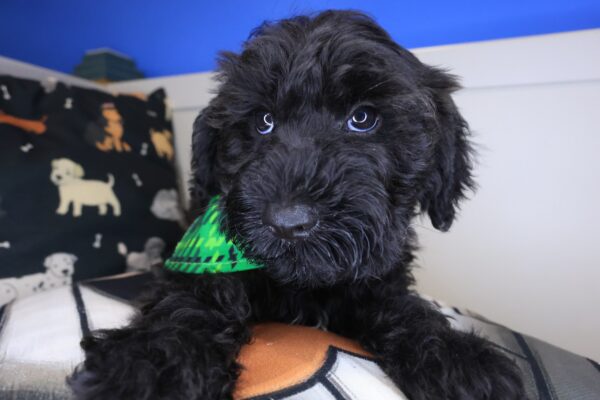Draco Schnoodle 01