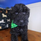 Draco Schnoodle 02