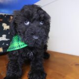 Draco Schnoodle 04