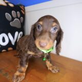 Dusty Dachshund 01