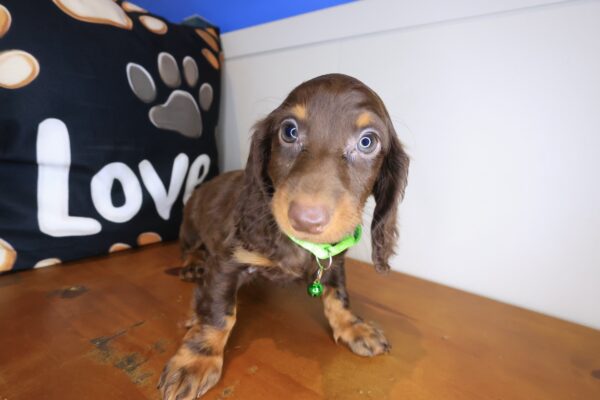 Dusty Dachshund 01