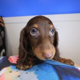 Dusty Dachshund 02