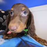 Dusty Dachshund 03