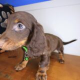 Dusty Dachshund 04