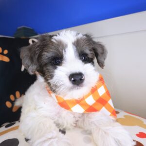 Egan Yorkiepoo 01 Egan Yorkiepoo 01