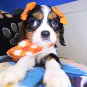 Elowen Cavalier King Charles Spaniel 01 Elowen Cavalier King Charles Spaniel 01