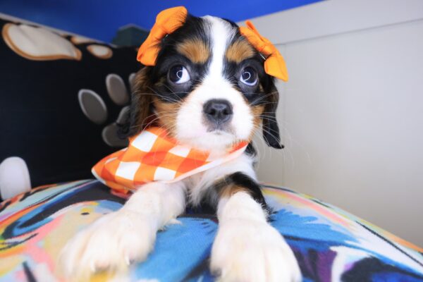 Elowen Cavalier King Charles Spaniel 01