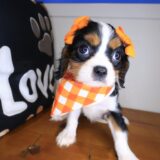 Elowen Cavalier King Charles Spaniel 02