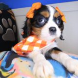Elowen Cavalier King Charles Spaniel 03