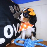 Elowen Cavalier King Charles Spaniel 04
