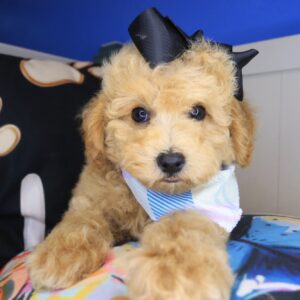Emily Poodle 01 Emily Poodle 01