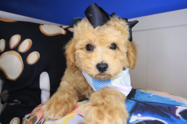Emily Poodle 01