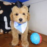 Emily Poodle 02
