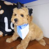Emily Poodle 04