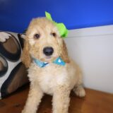 Fancy Pants Goldendoodle 02