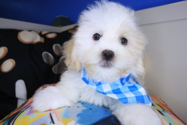 Fang Teddy Bear 01