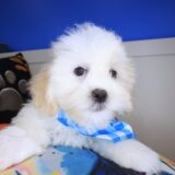 Fang Teddy Bear 03