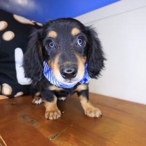 Fido Dachshund 01 Fido Dachshund 01