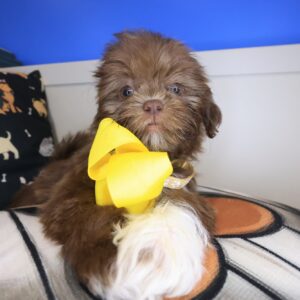 Fifi Shih Tzu 01 Fifi Shih Tzu 01
