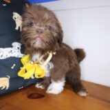 Fifi Shih Tzu 02