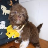 Fifi Shih Tzu 04