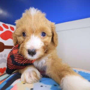 Finnegan Aussiedoodle 01 Finnegan Aussiedoodle 01