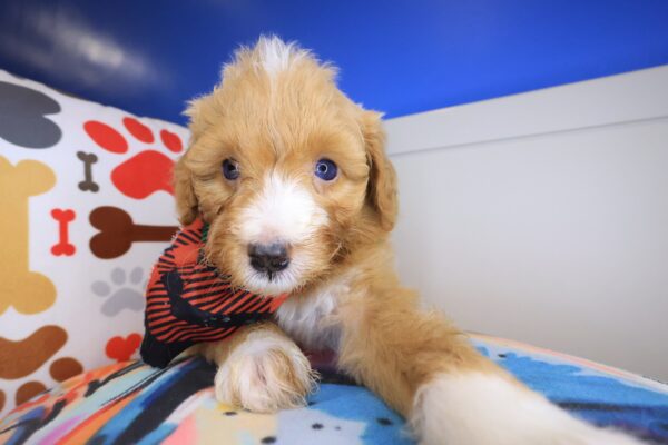 Finnegan Aussiedoodle 01