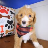 Finnegan Aussiedoodle 02