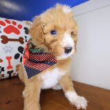 Finnegan Aussiedoodle 03