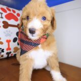Finnegan Aussiedoodle 04