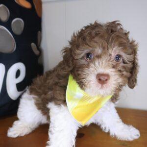 Finnigan Poodle 01 Finnigan Poodle 01